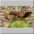 Staphylinus dimidiaticornis - Kurzfluegler 08 19mm.jpg